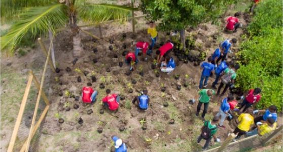 Students planting mangrove seedlings in Telescope Bay, Grenada as part of a community-based initiative to improve coastal resilience.